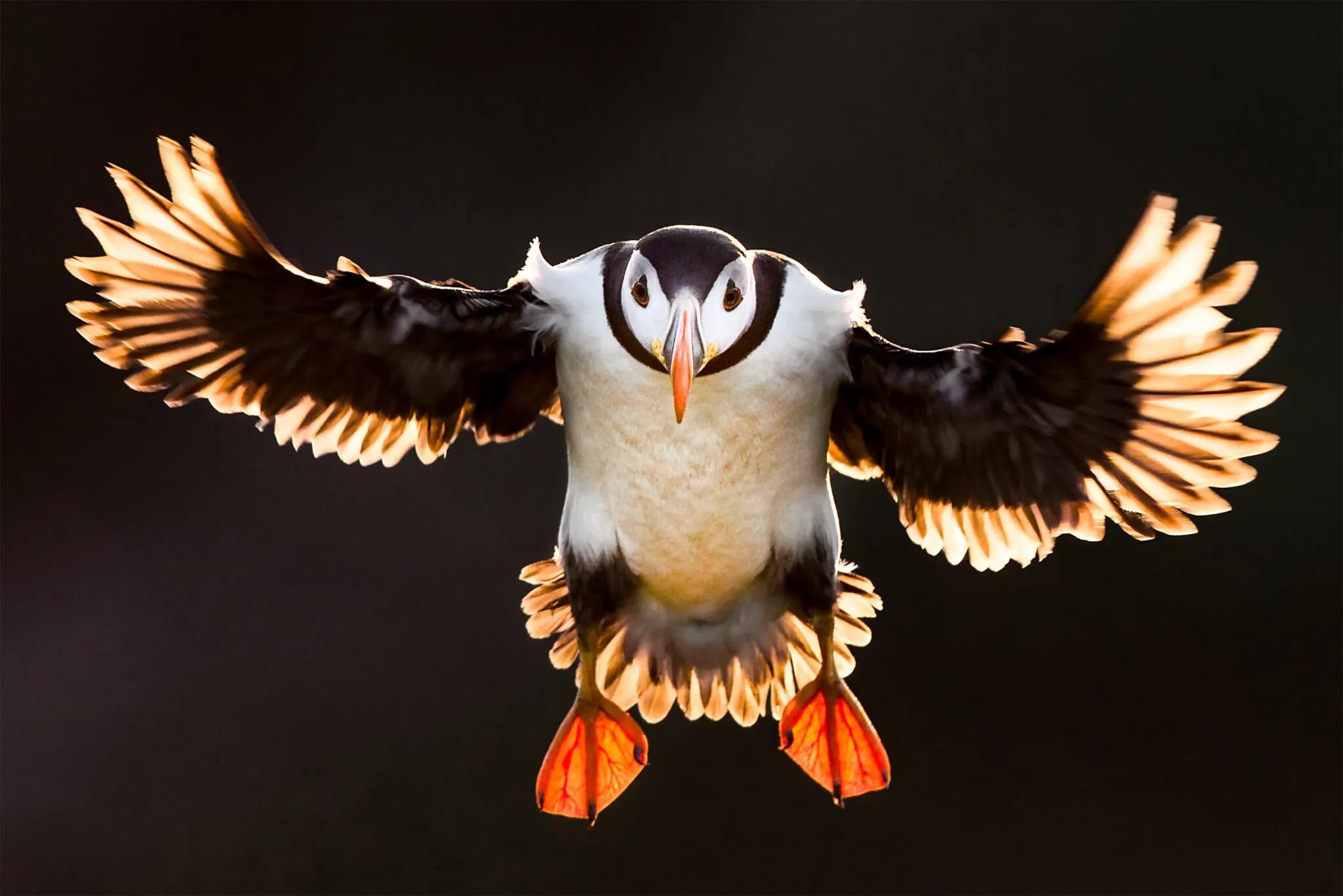 40 Most Famous Wildlife Photographers In The World (2024)