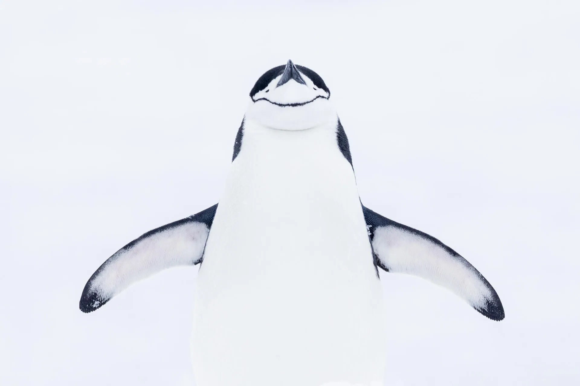 40 Most Famous Wildlife Photographers In The World (2024)