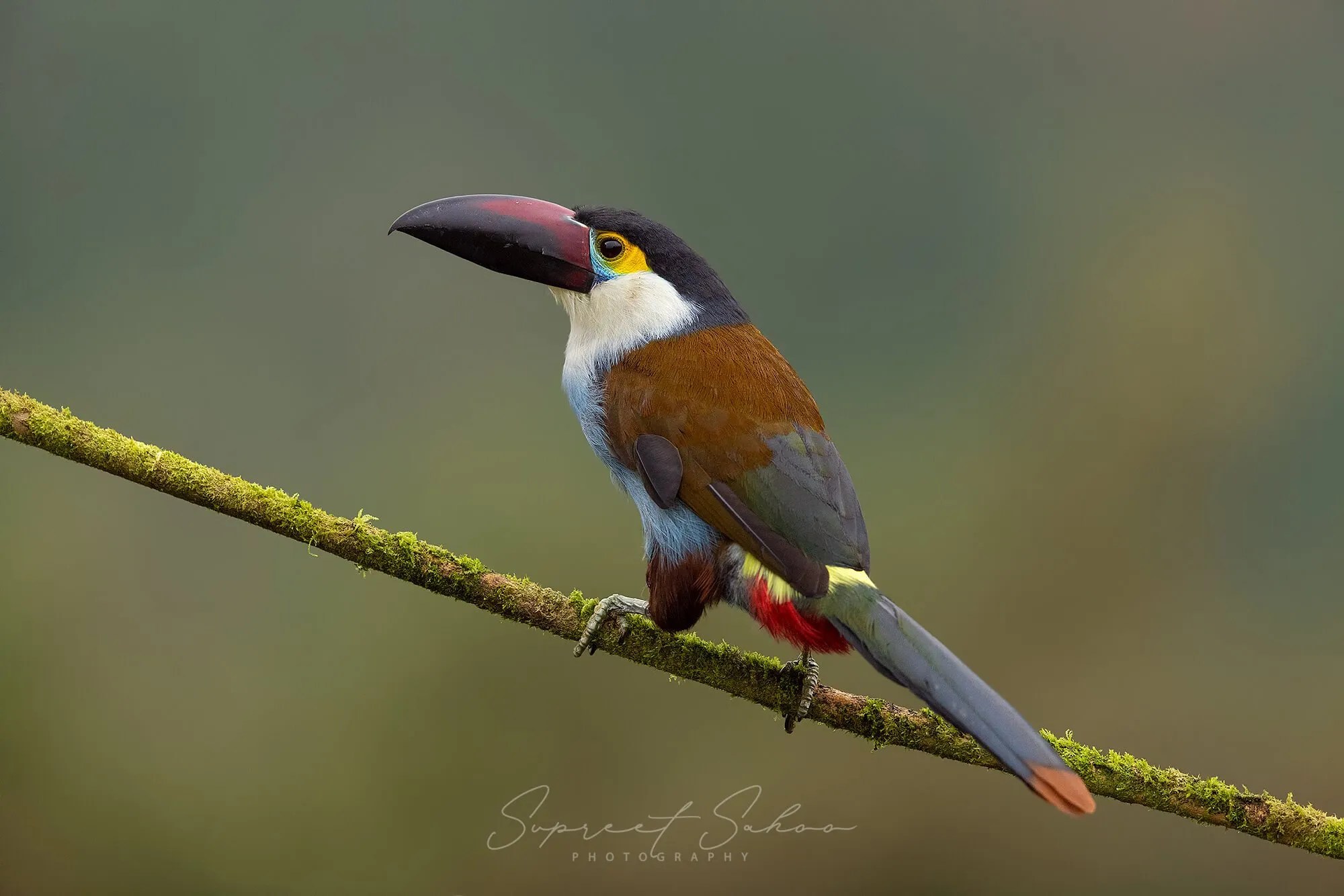 40 Most Famous Wildlife Photographers In The World (2024)