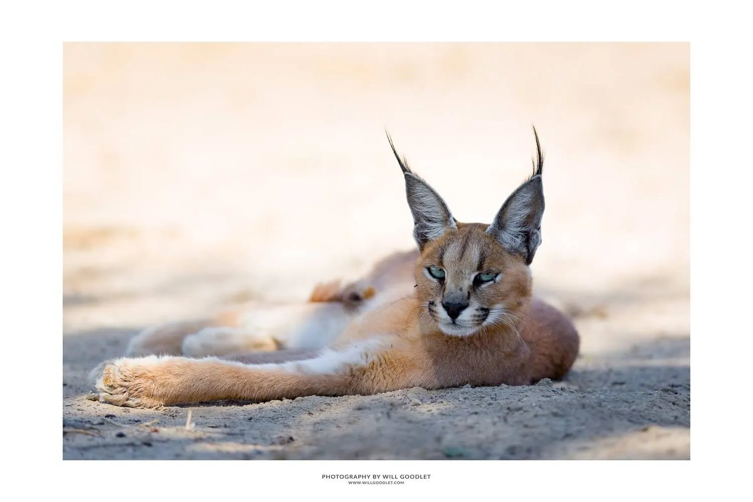 40 Most Famous Wildlife Photographers In The World (2024)