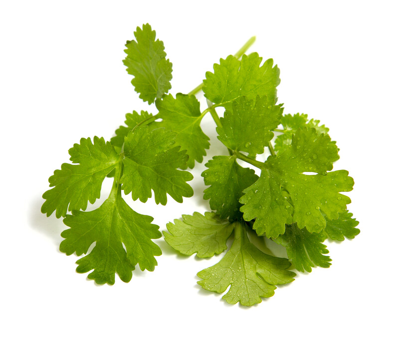 CilantroDid You Know? Len's Oils