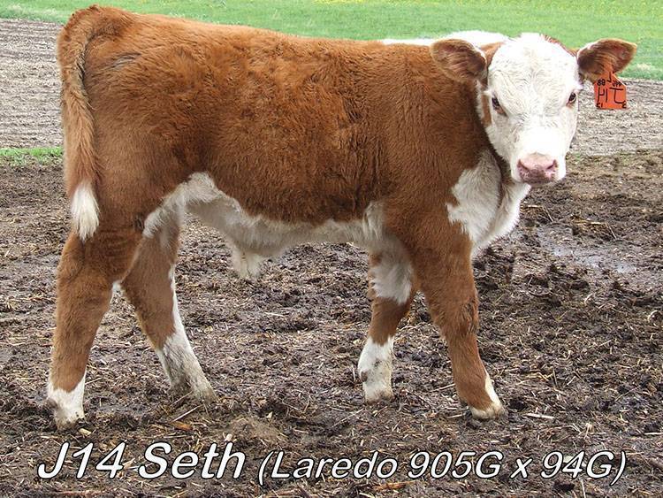 Calf Crop Lenth Herefords