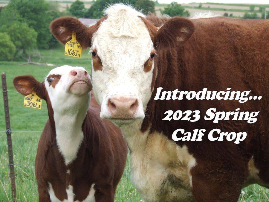 Calf Crop Lenth Herefords