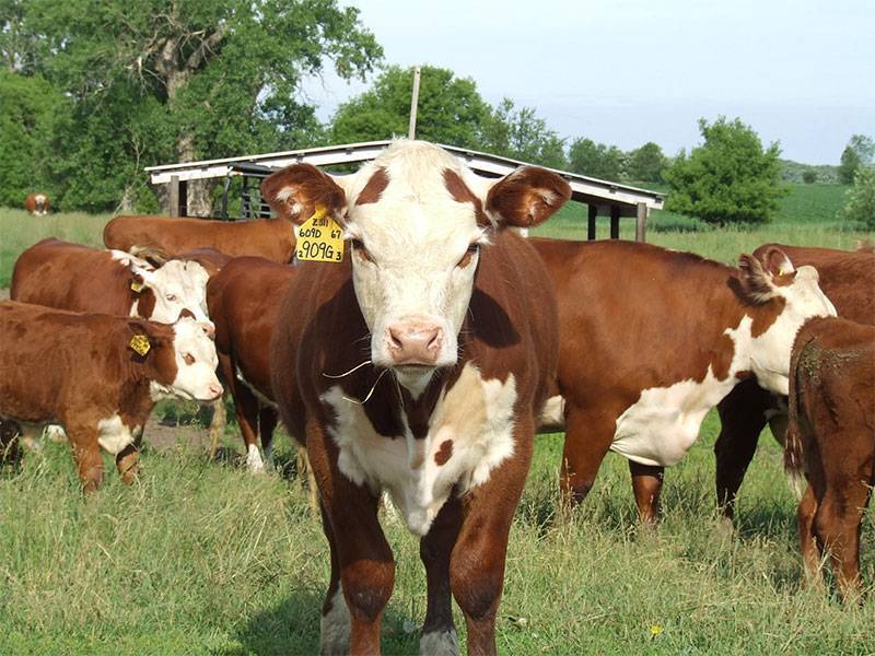Lenth Herefords Northeast Iowa Raising registered Herefords to
