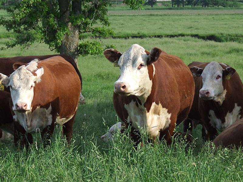 Lenth Herefords Northeast Iowa Raising registered Herefords to
