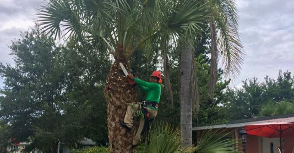 Tree Trimming by Leo Garden Care Local Tree Trimmers