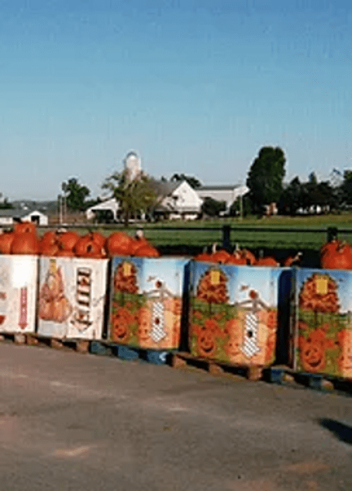 Leola Produce Auction • Freshly Grown Produce and Plants