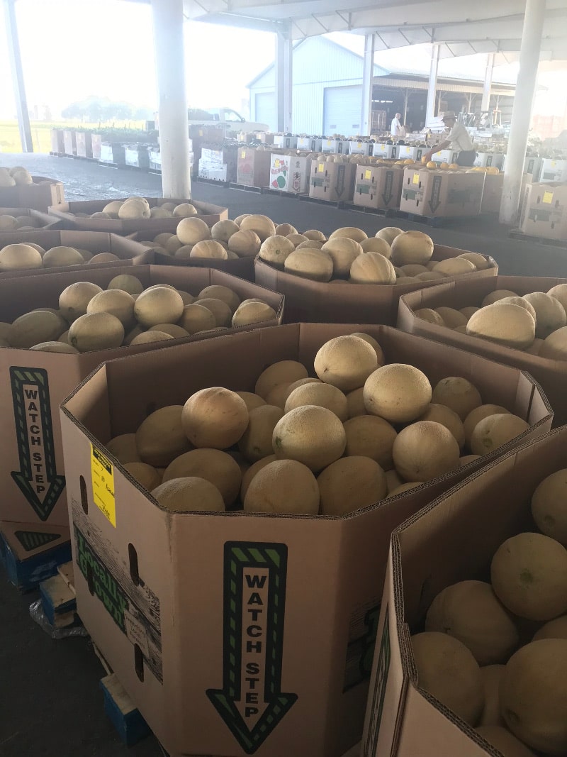 Photos at Leola Produce Auction