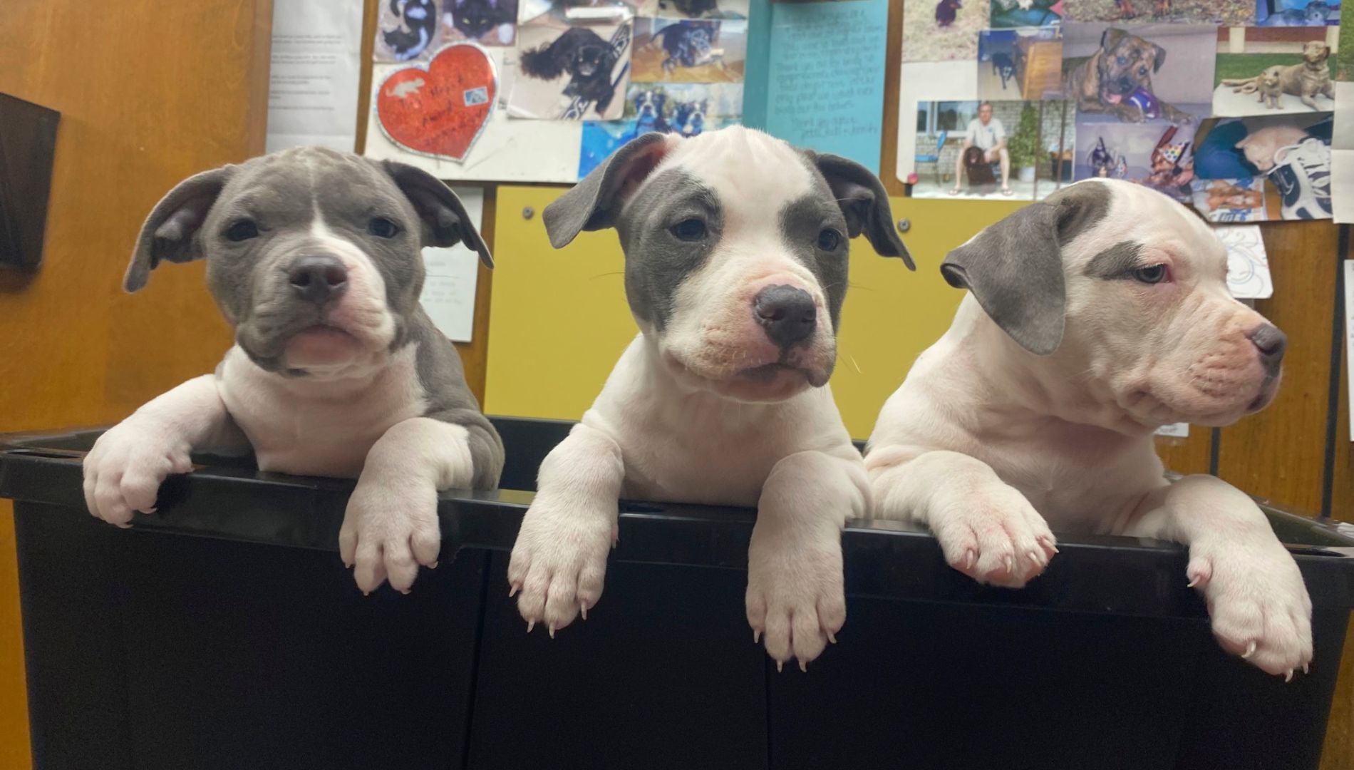 Veterinarian In Wilmington, NC 28403 LeonardSykes Hospital For Pets