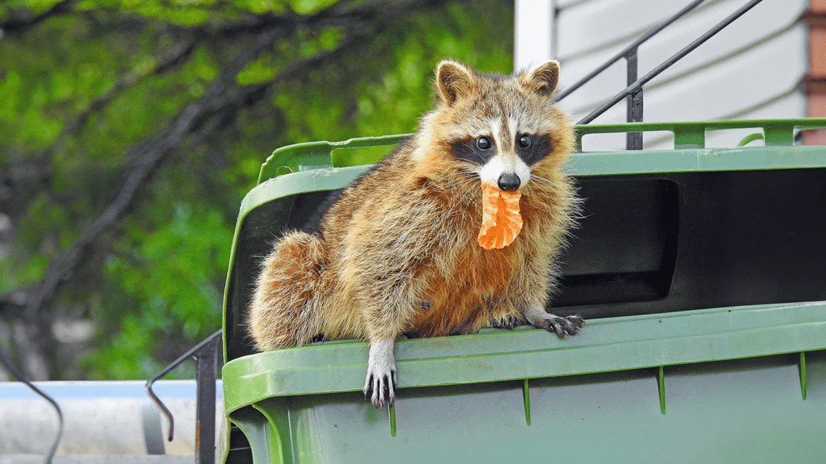 Will Outdoor Lights Keep Raccoons Away? LeonLite