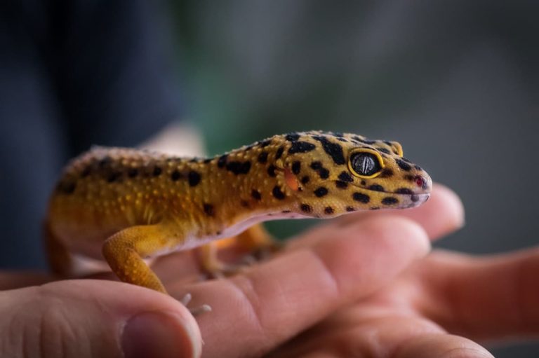 How to Pick Up a Leopard Gecko A StepbyStep Guide Leopard Gecko