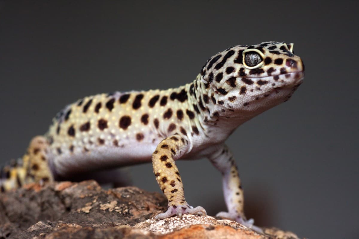 Best Leopard Gecko Books for Gecko Lovers [2021] Leopard Gecko