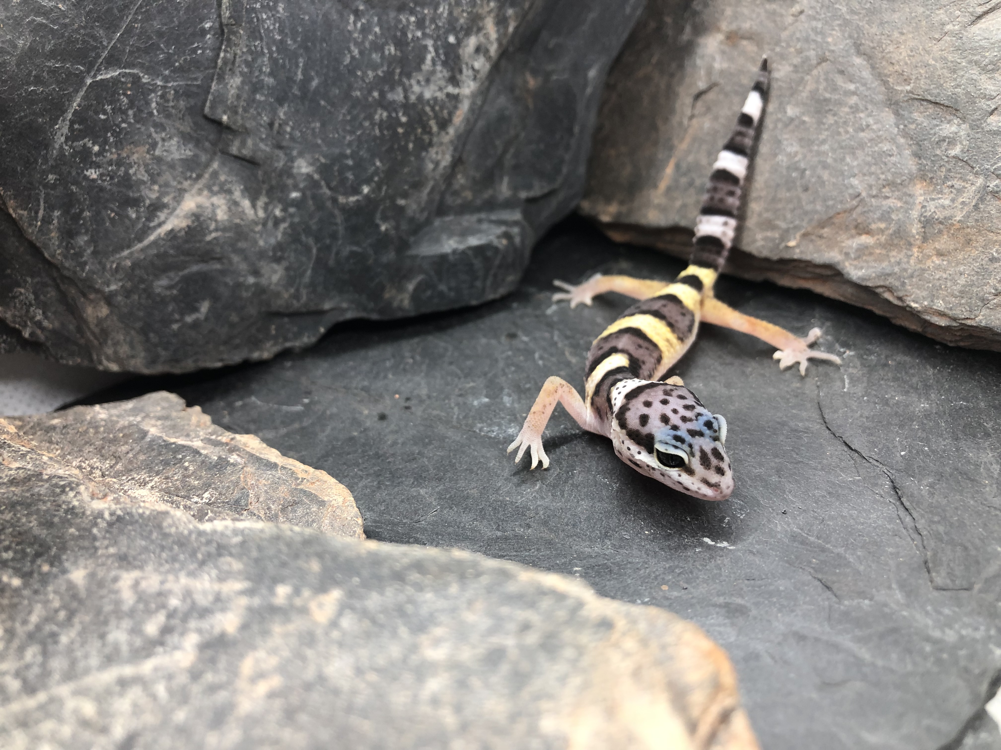 Leopardgecko Weibchen Gina [Pos Tangerine] Gecko.zone