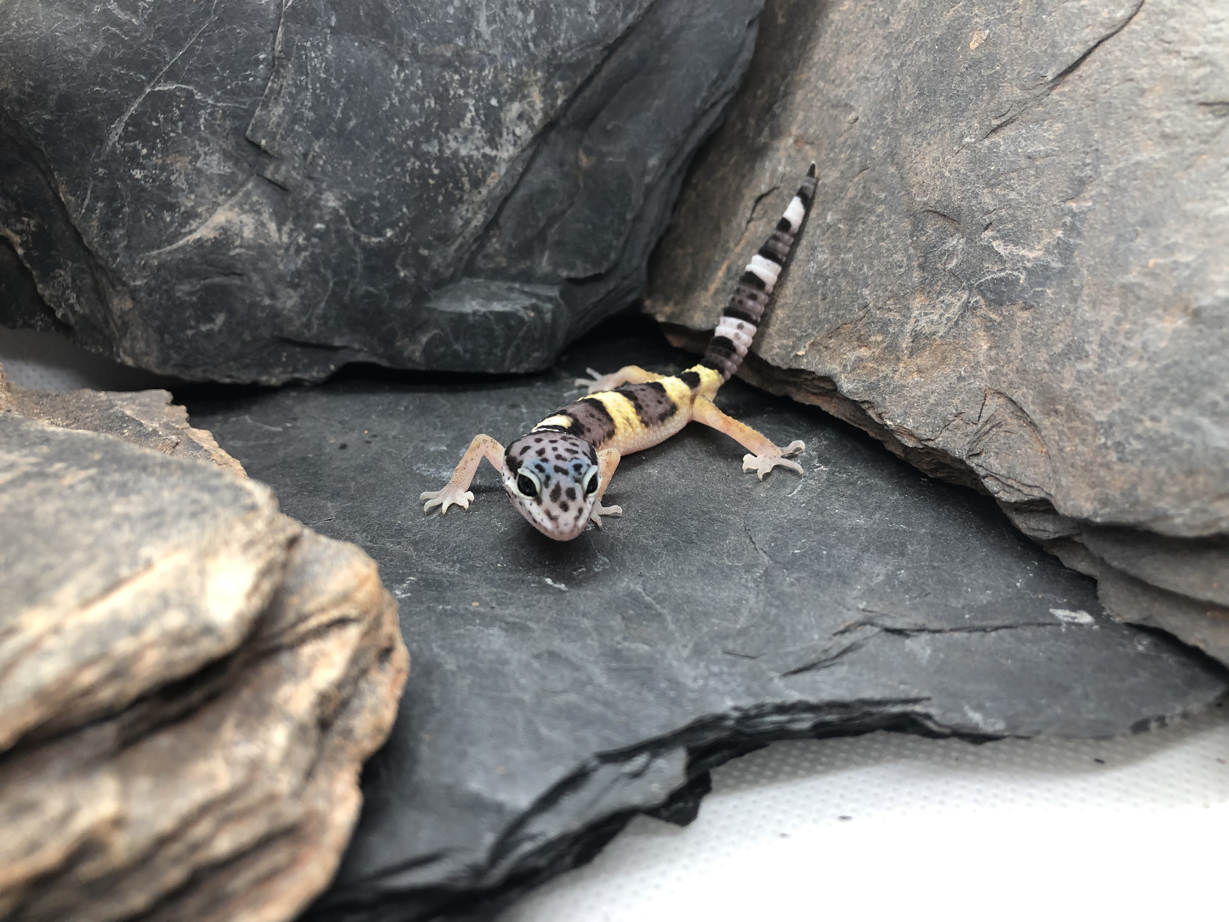 Leopardgecko Weibchen Gina [Pos Tangerine] Gecko.zone
