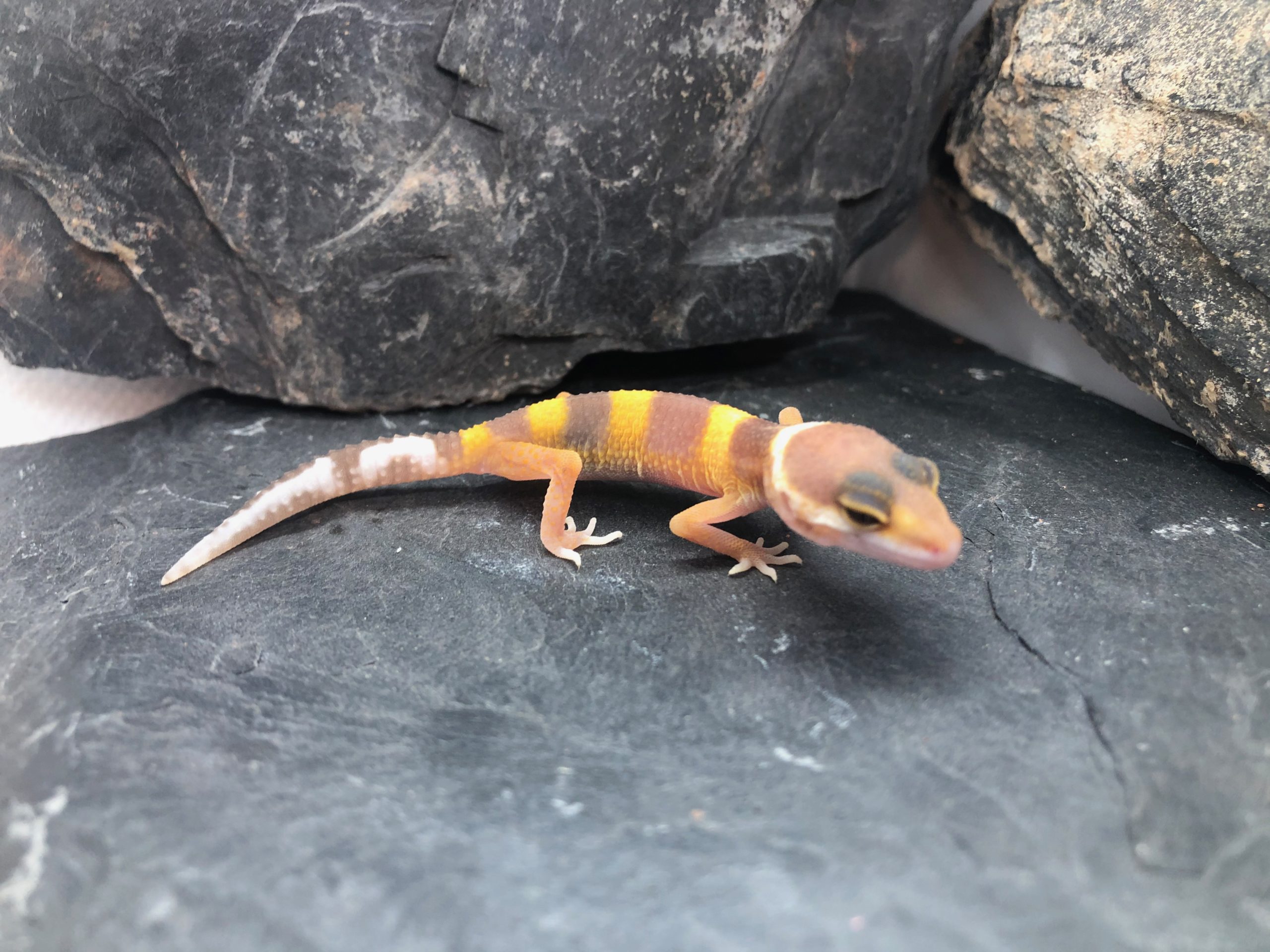 Leopardgecko Weibchen Daisy [Pos Tangerine] Gecko.zone