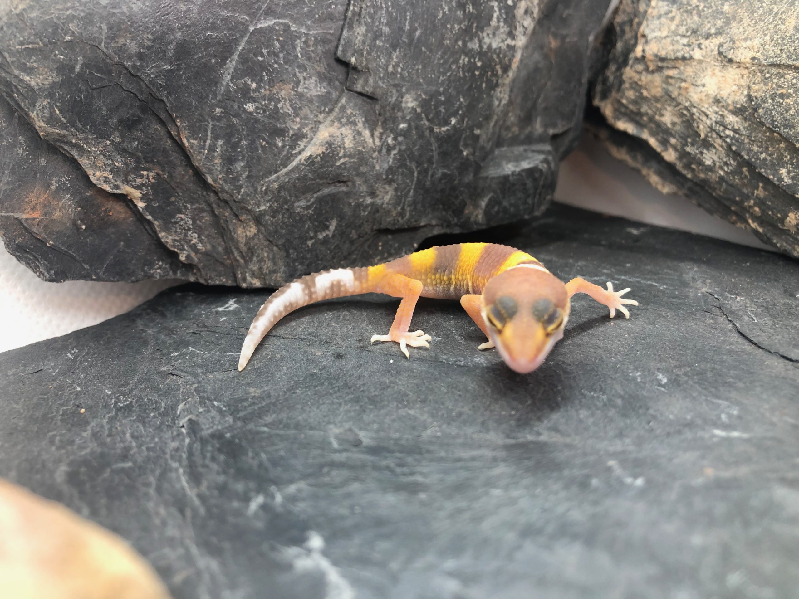 Leopardgecko Weibchen Daisy [Pos Tangerine] Gecko.zone