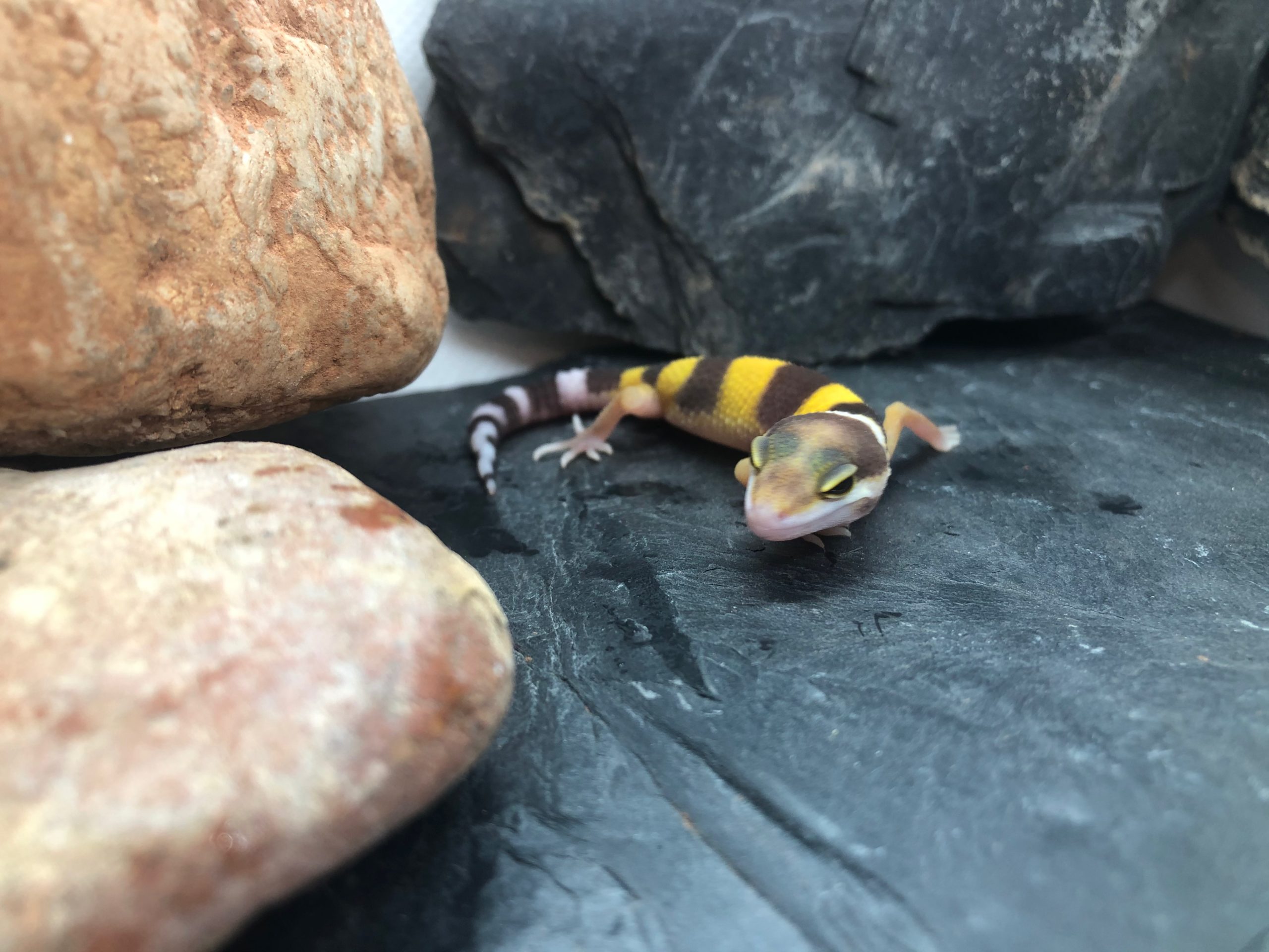 Leopardgecko Weibchen Leila [Pos Tangerine] Gecko.zone