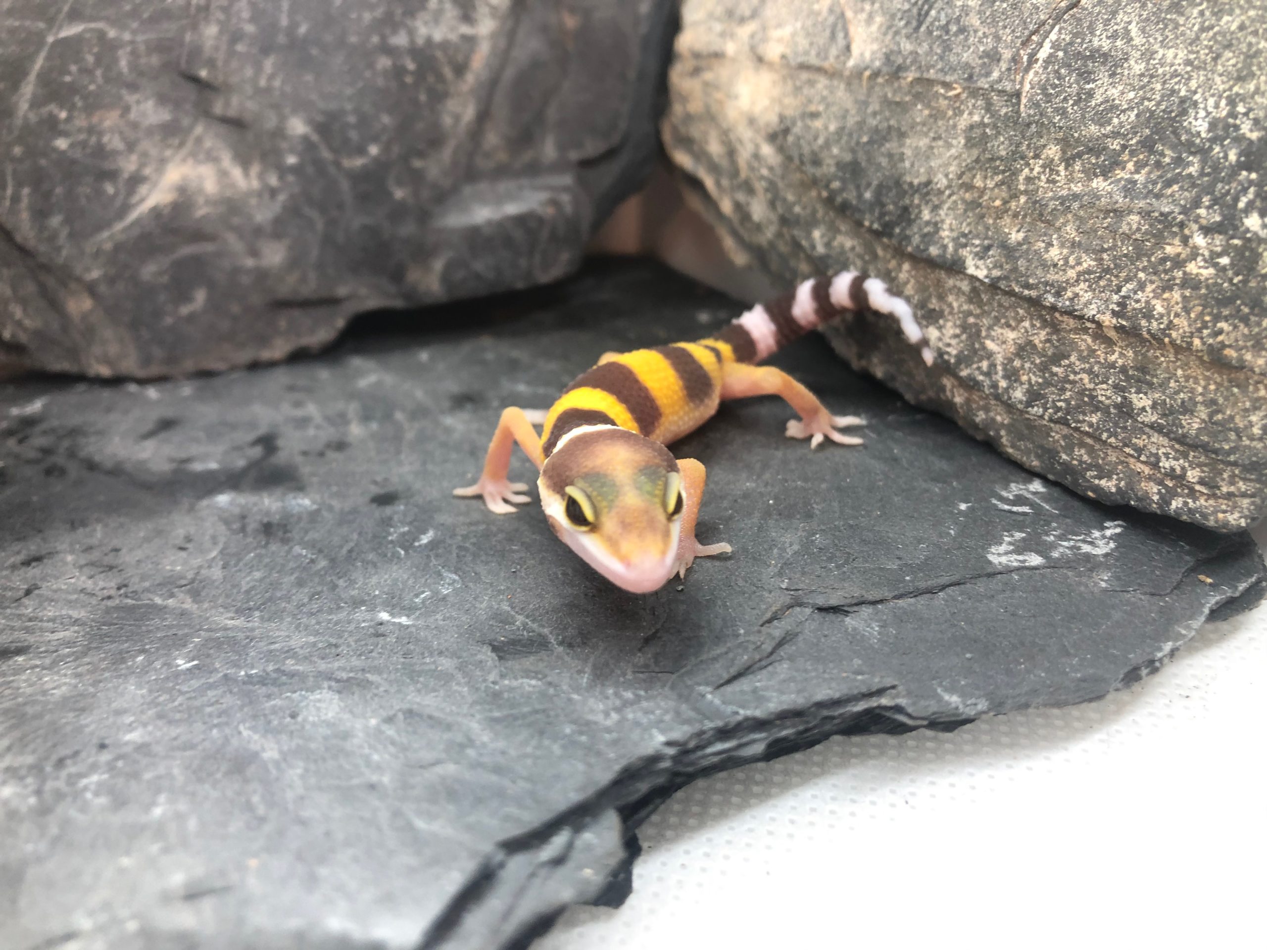 Leopardgecko Weibchen Leila [Pos Tangerine] Gecko.zone