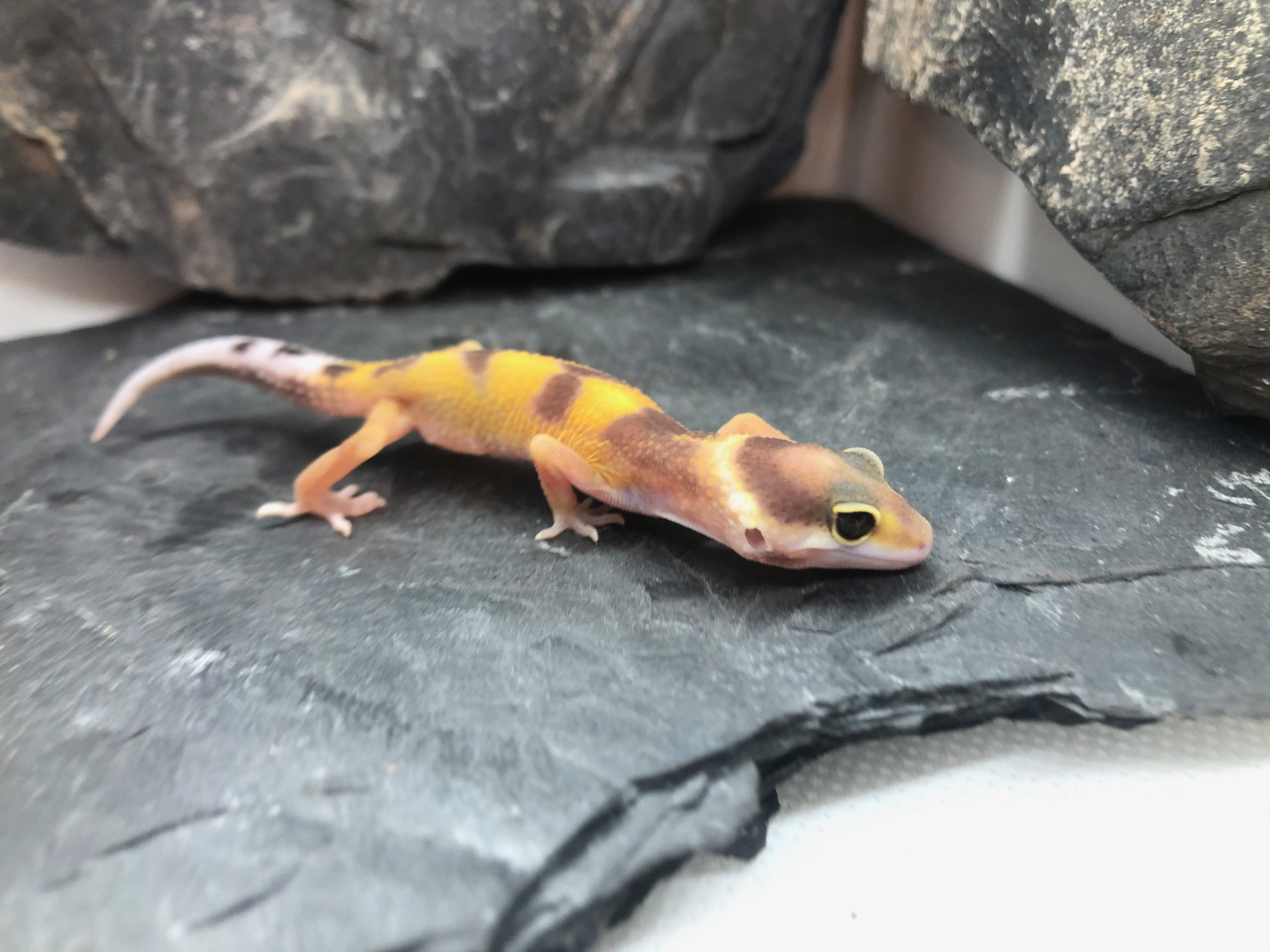 Leopardgecko Weibchen Annabell [Pos Tangerine] Gecko.zone