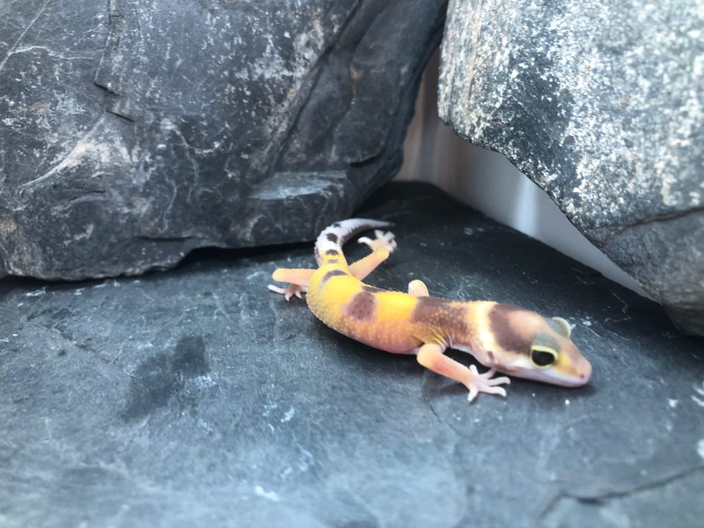 Leopardgecko Weibchen Annabell [Pos Tangerine] Gecko.zone