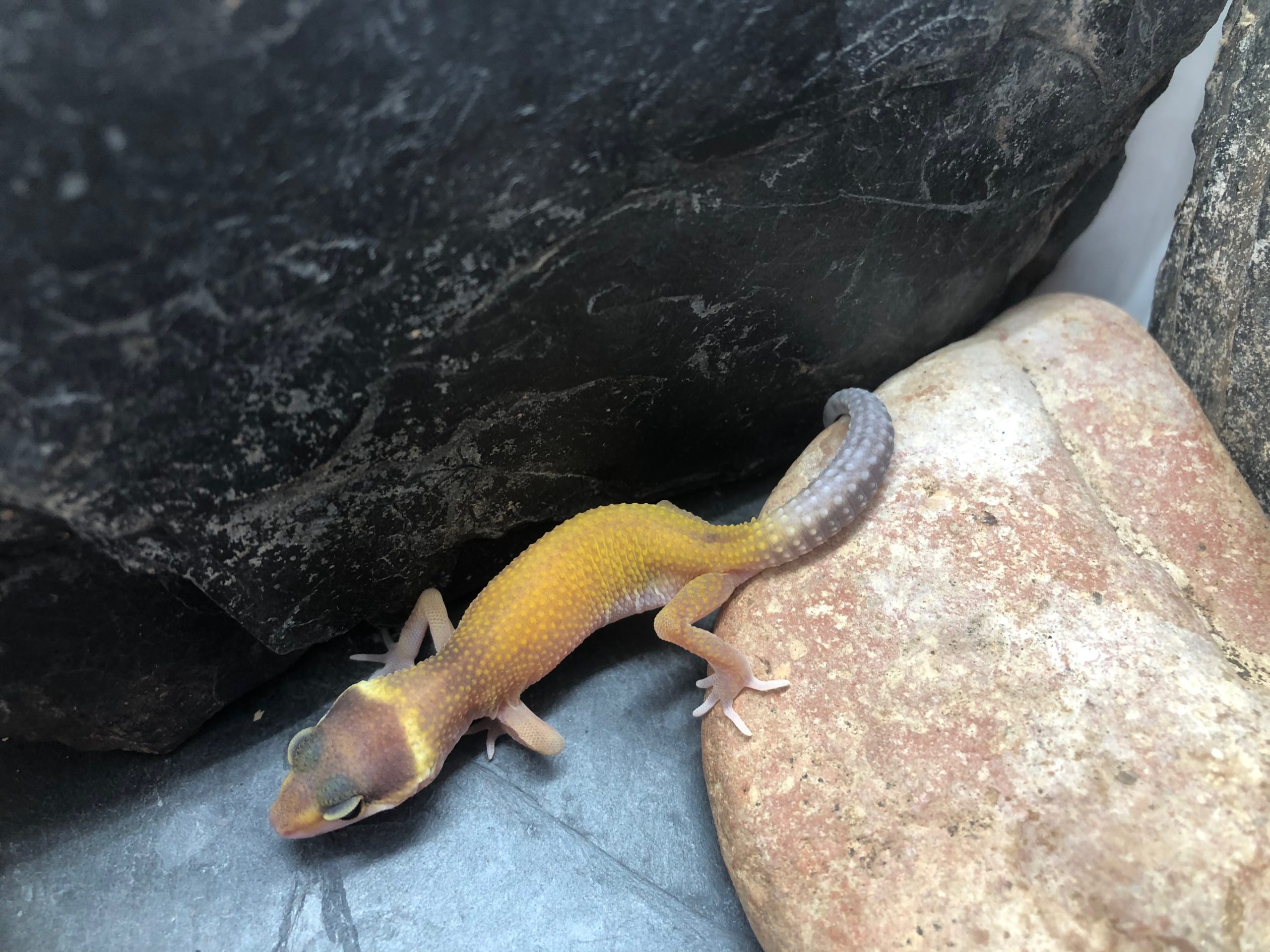 Leopardgecko Weibchen Lily [Pos Tangerine] Gecko.zone