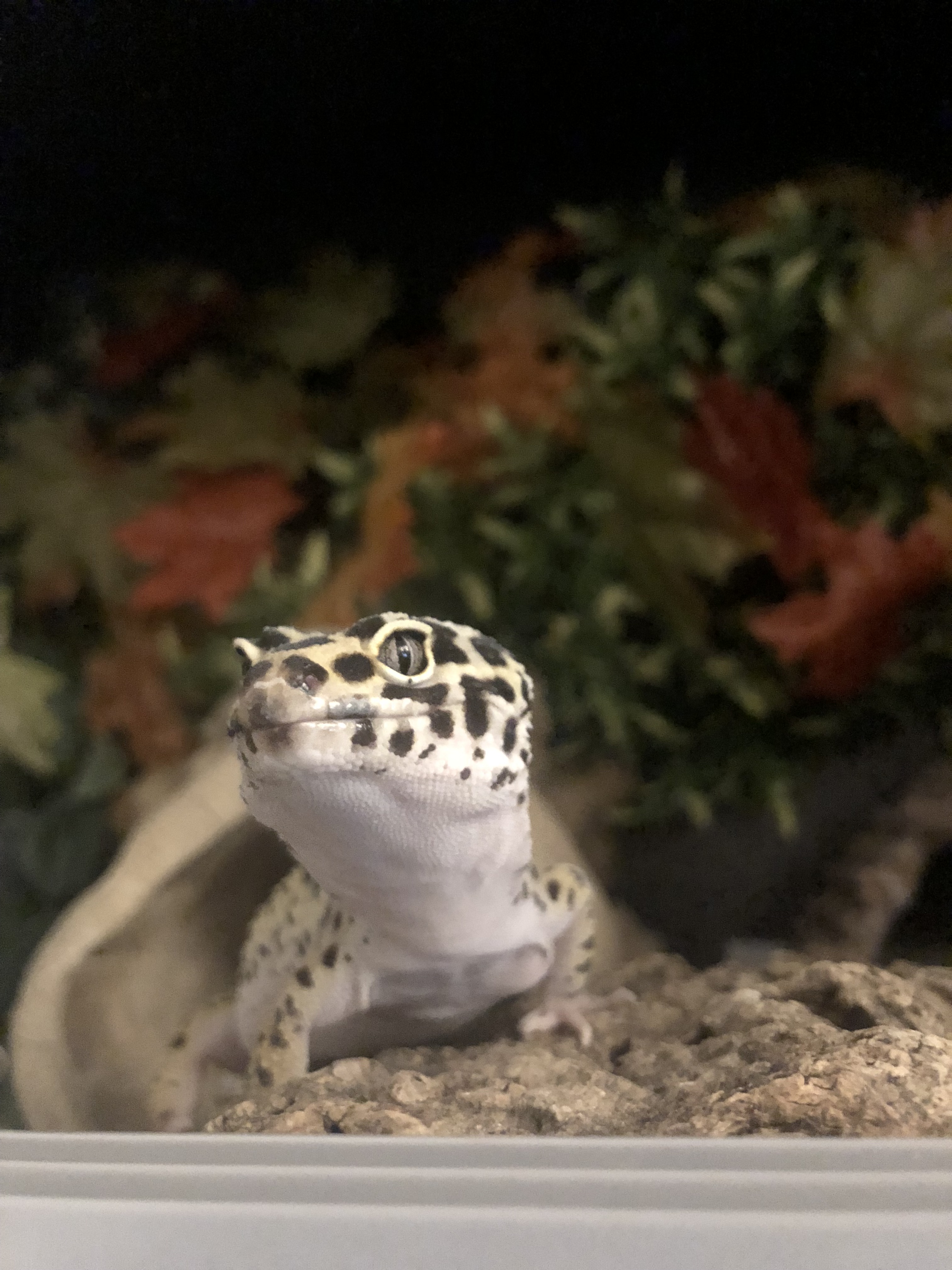 Why isn’t my leopard gecko eating? Leopard Gecko Care