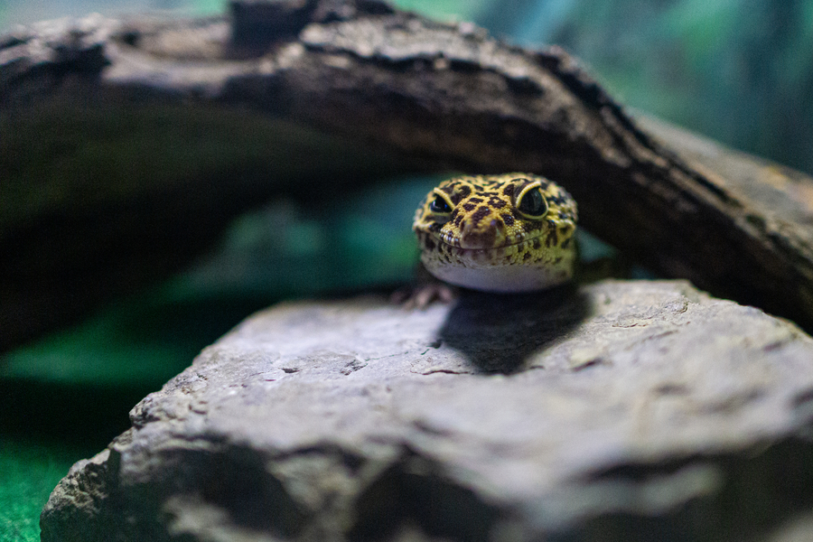 6 Essential Things a Leopard Gecko Needs in its Tank Leopard Gecko