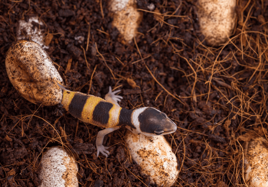 Where Do Leopard Geckos Come From? Leopard Gecko Habitat