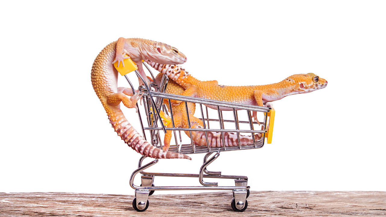 6 Essential Things a Leopard Gecko Needs in its Tank Leopard Gecko