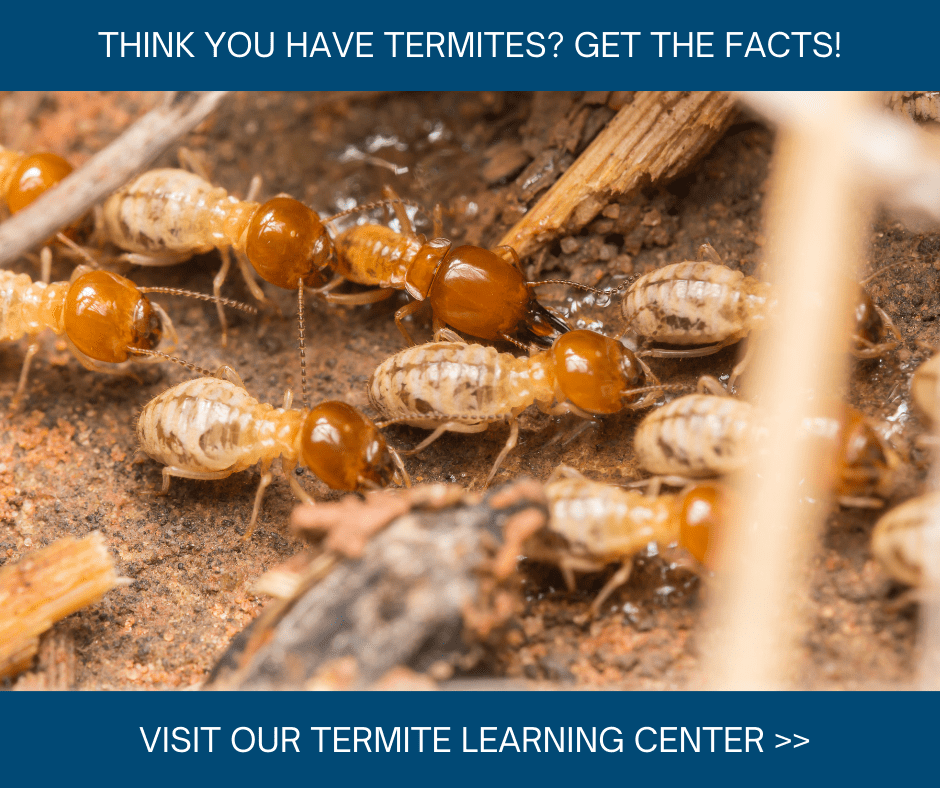 When to Call a Termite Exterminator Termite Extermination in Bristol TN