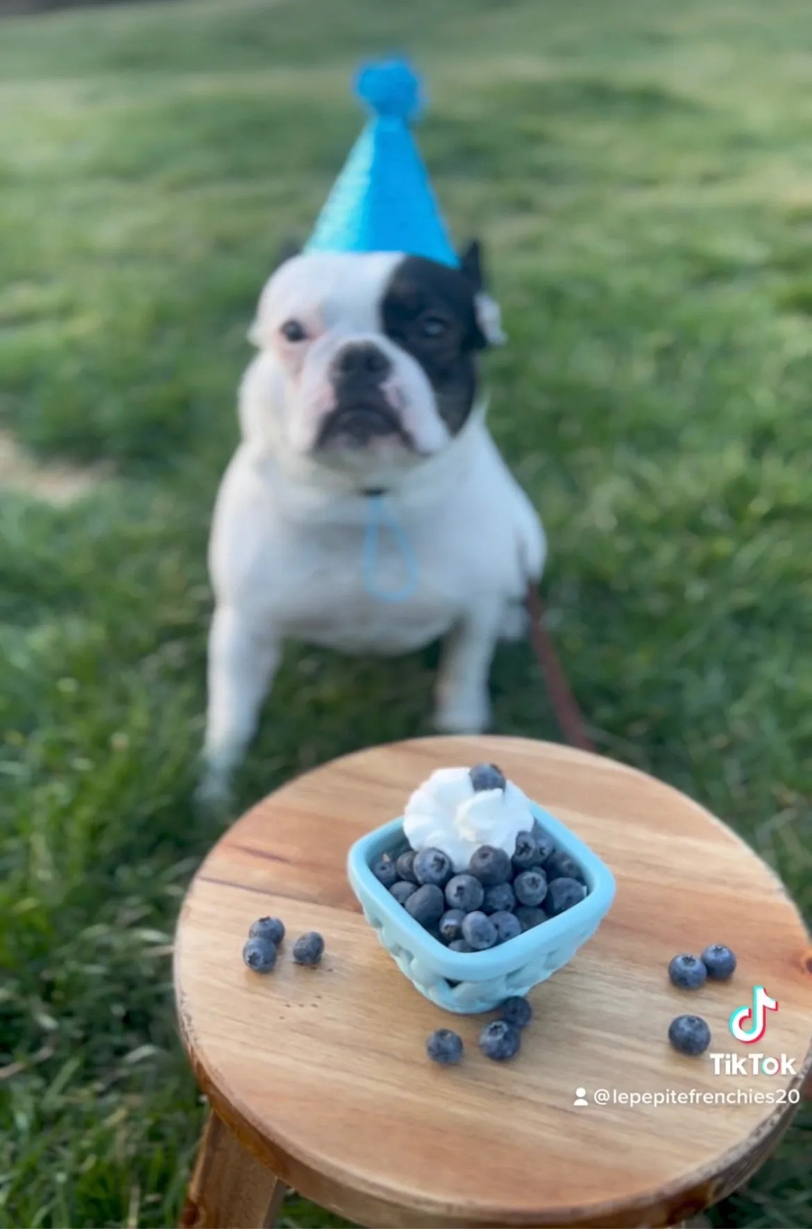 Can French Bulldogs Eat Bananas? 8 Healthy Fruits For Your Dog Le Pepite Frenchies