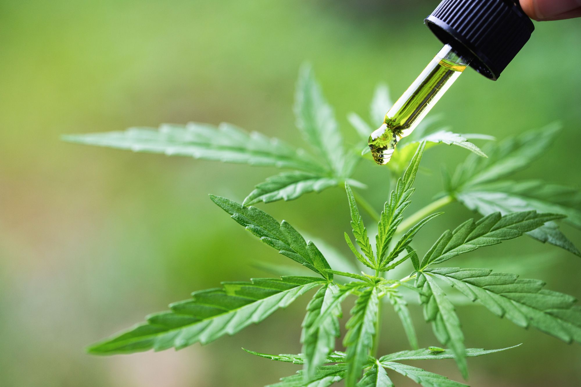 Les bienfaits du CBD Le petit coach