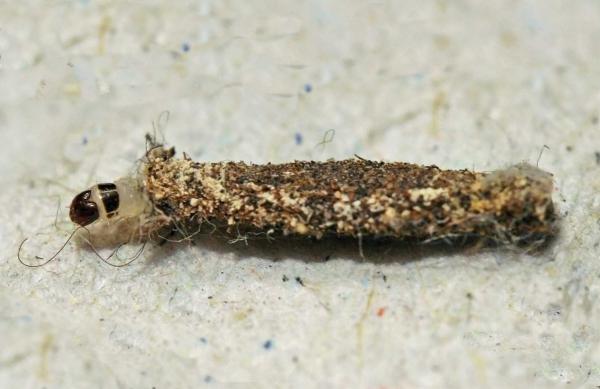 Tinea pellionella