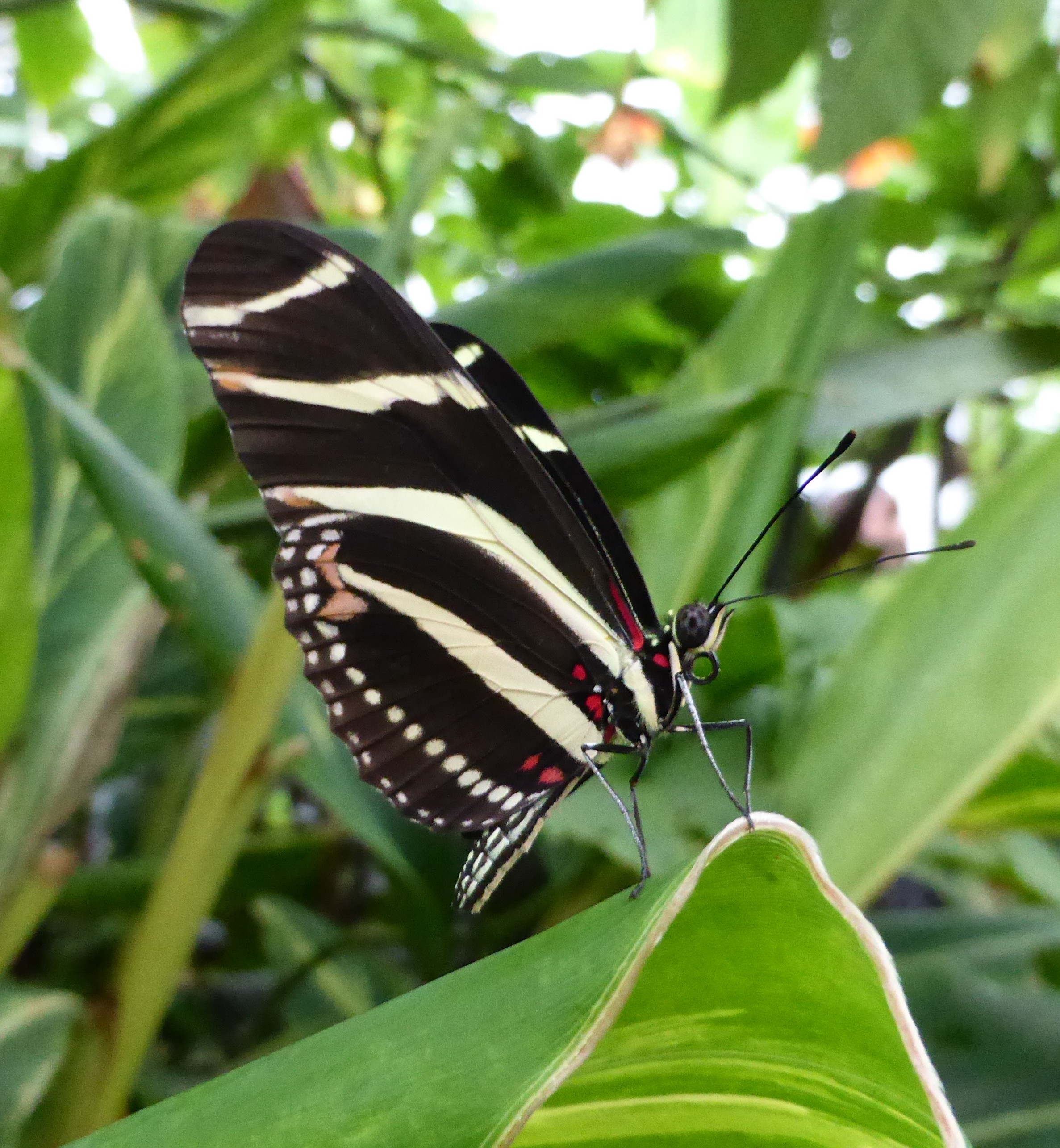 Zebra Longwing Lepidoptera & Friends