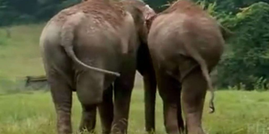 After 22 years of separation and being in captivity, the