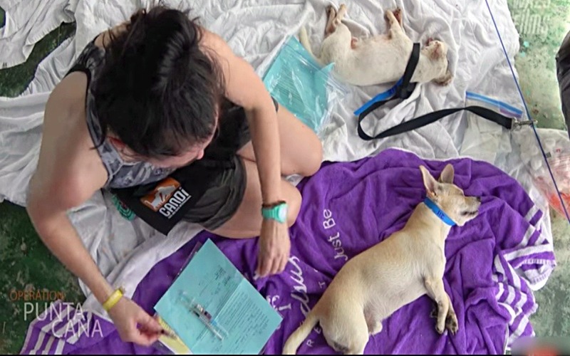 Thanks to excessive efforts 400 dogs and cats are
