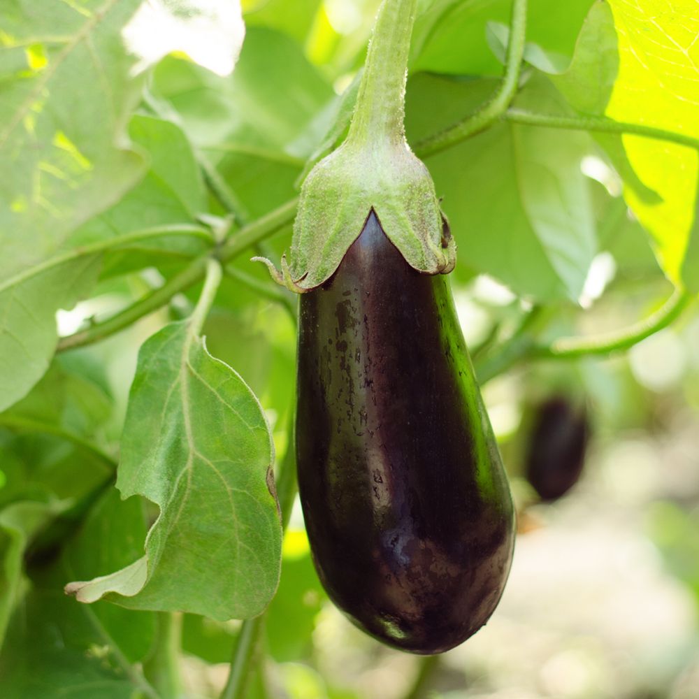 Aubergines Plants et Semences BIO Finistère