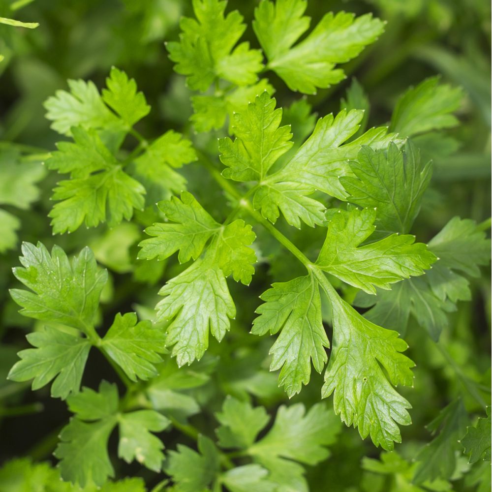 Persils - Plants et Semences BIO - Finistère