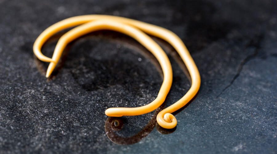 Animais invertebrados o que Ã©, caracterÃ­sticas, tipos, mapa mental