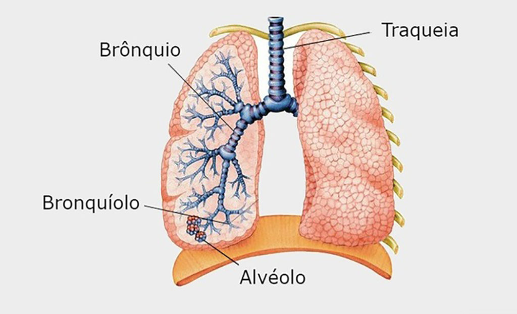 Sistema respiratório O que é, função, anatomia, órgãos