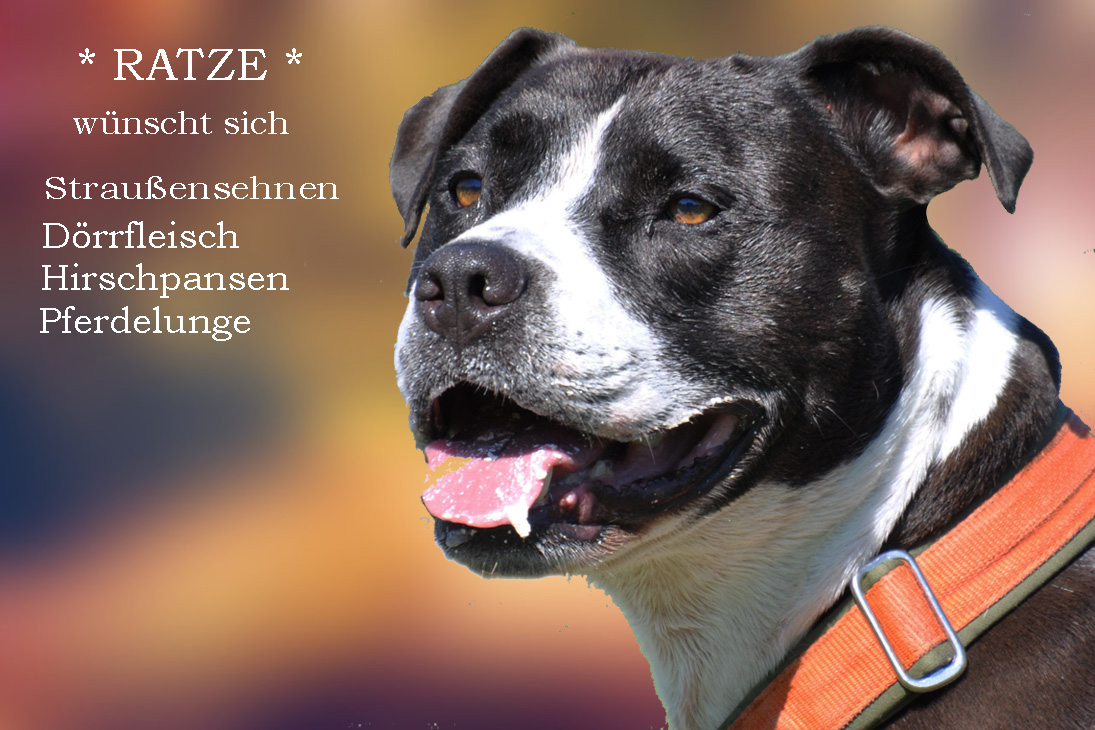 Osterwichteln Wunschzettel der Hunde Leroy und Melody