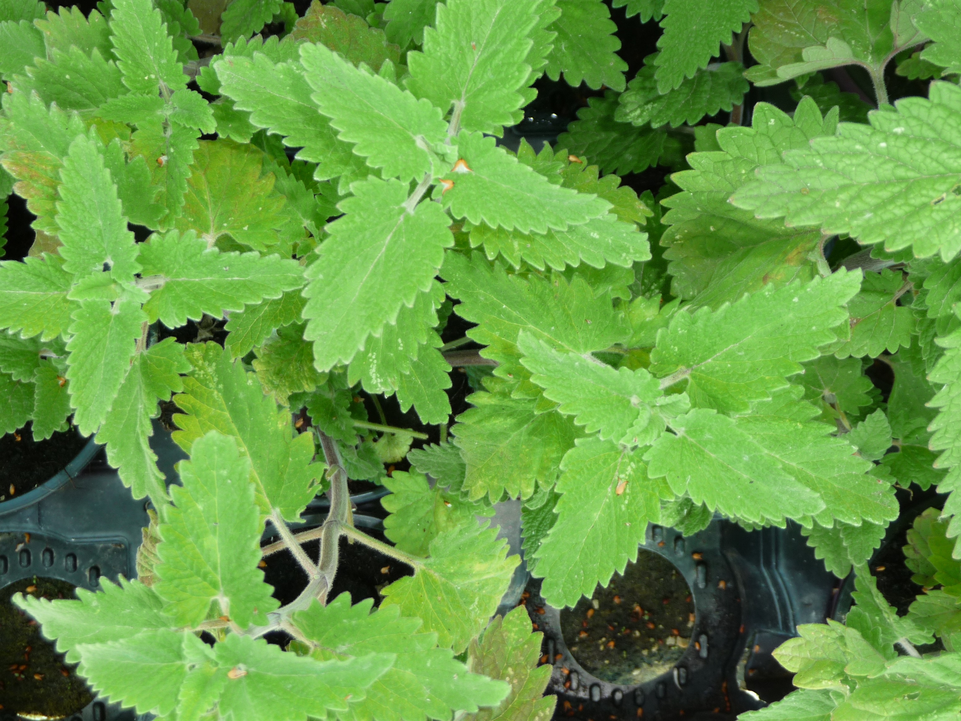Cataire Nepeta cataria Les arômes du grès