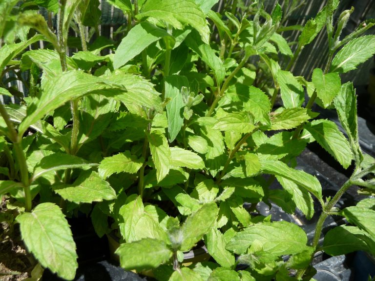 Menthe swiss Mentha piperata suisse Les arômes du grès