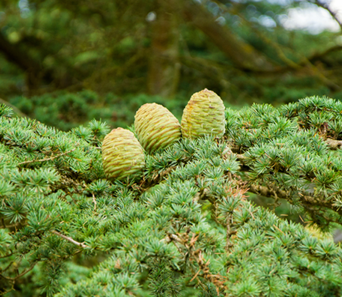 Cèdre Atlas Les Arômes du Maroc