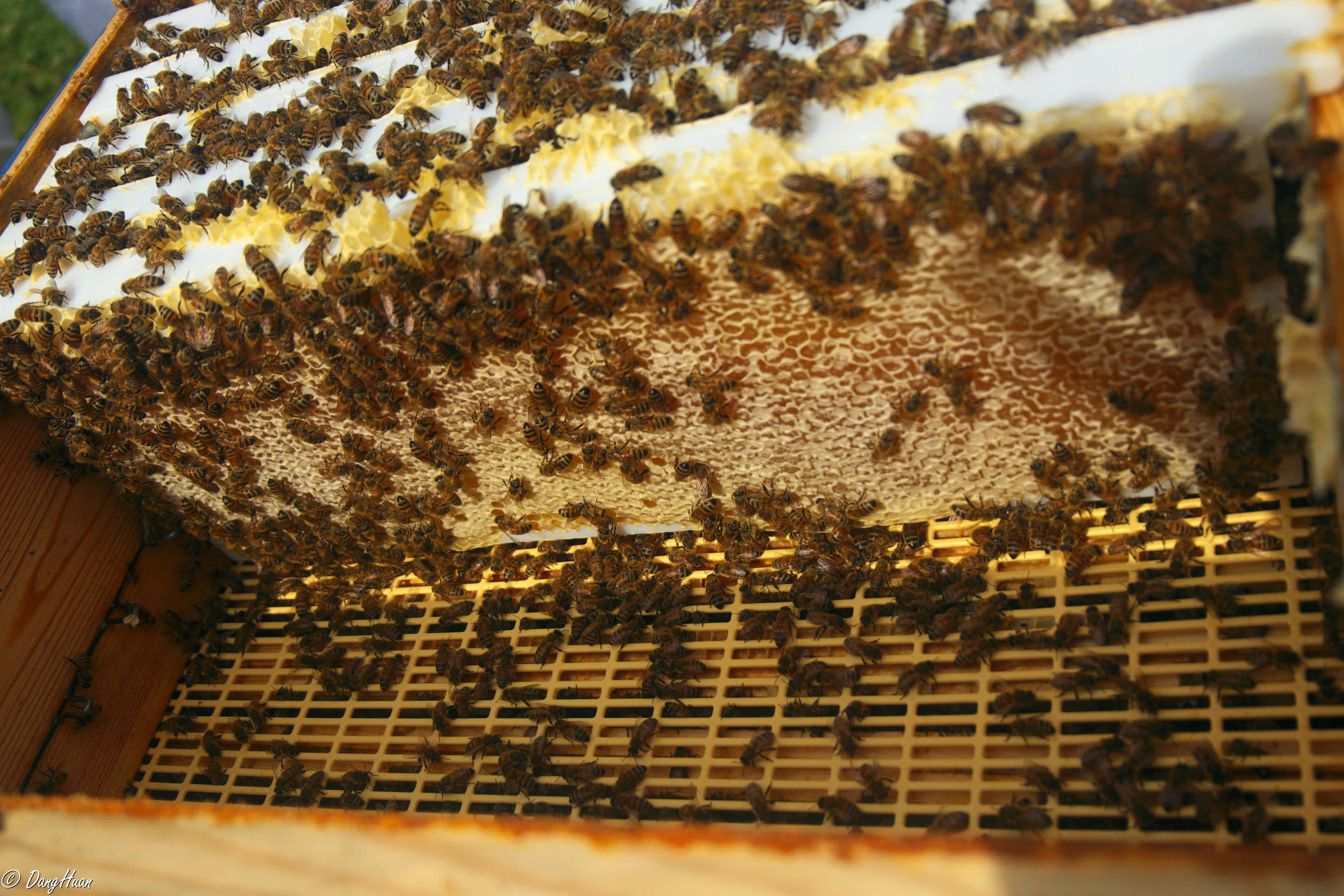 Ruches de biodiversité pour que l'abeille retrouve sa nature.