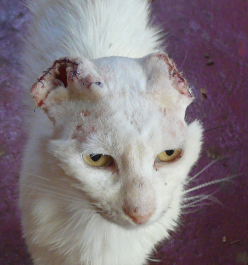 Pleins et déliés Les Chats de Syros