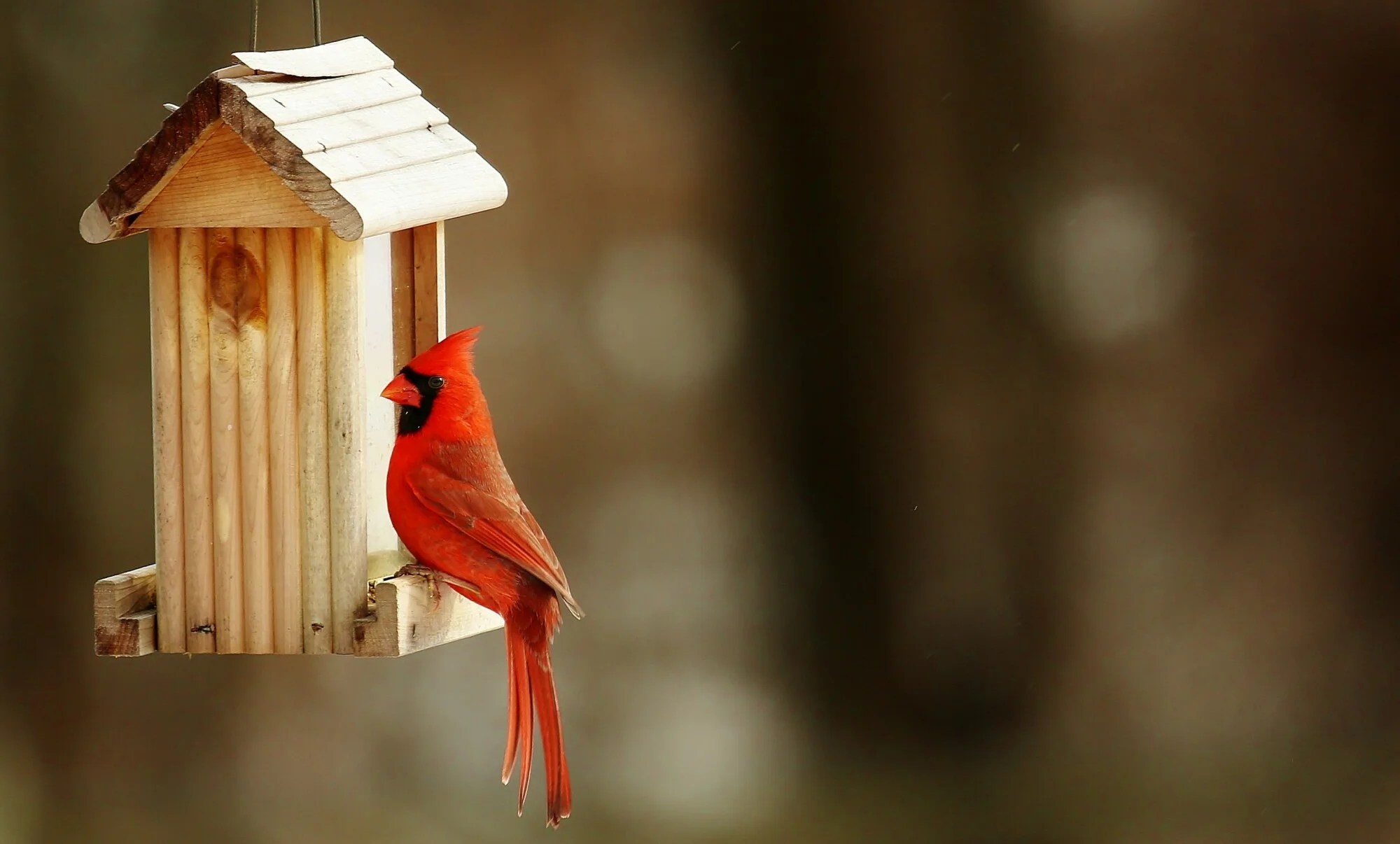 How To Attract Birds to a Birdhouse Lesera