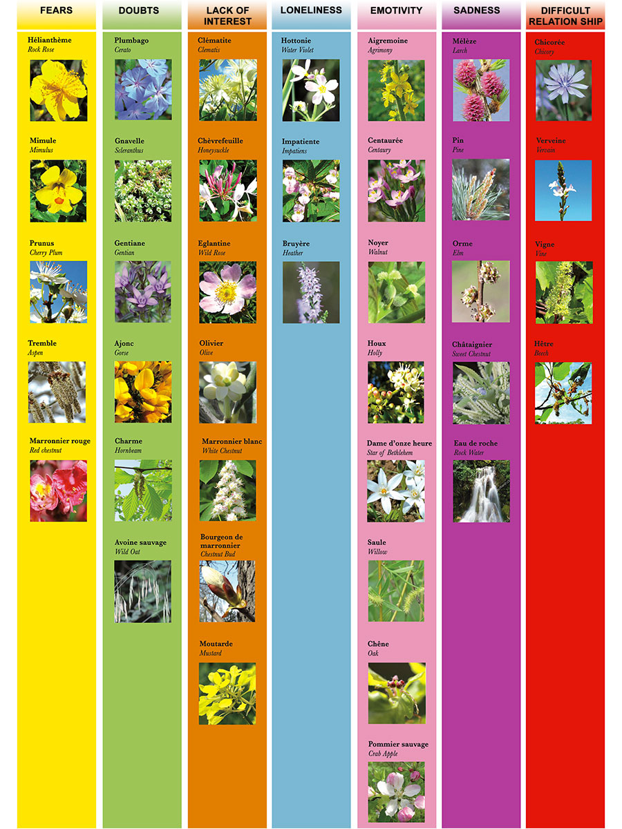 38 Bach flowers Bach Flowers