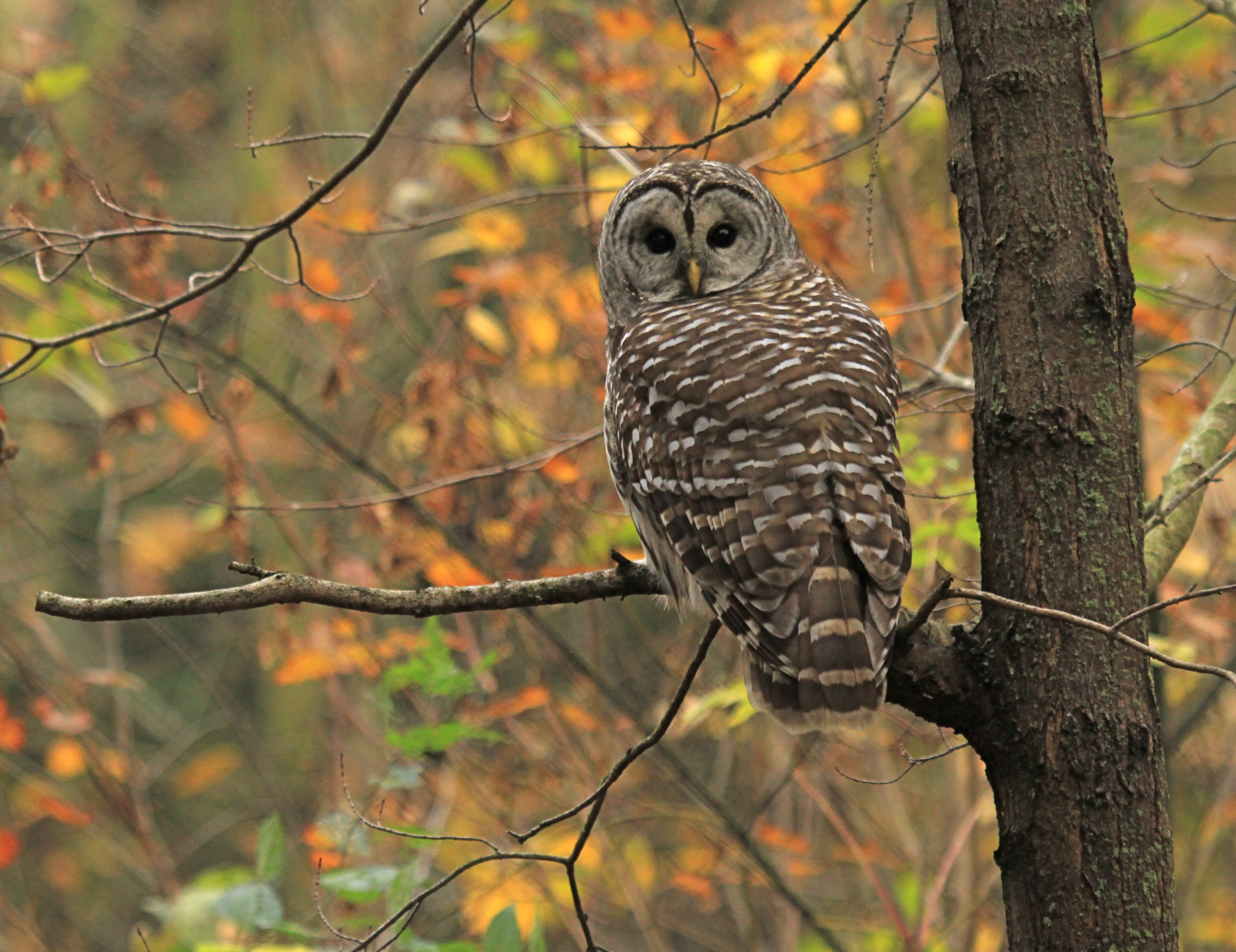 Searching for Owls Leslie Abram Photography
