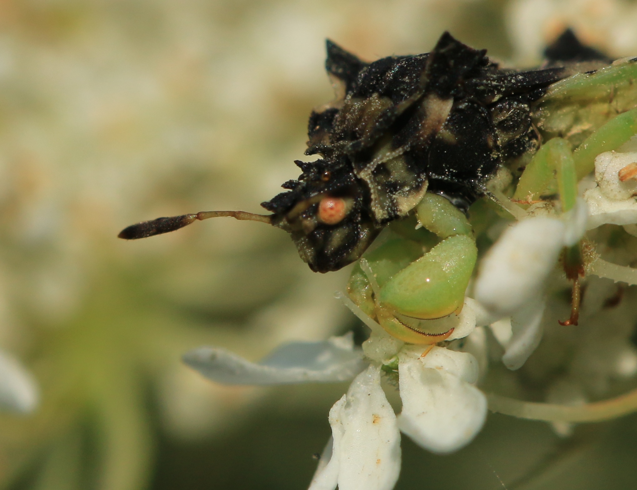 The Secret Lives of Ambush Bugs Leslie Abram Photography